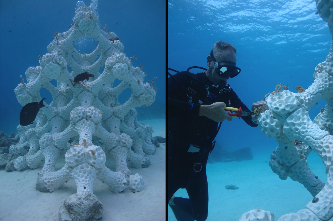 reef-restoration